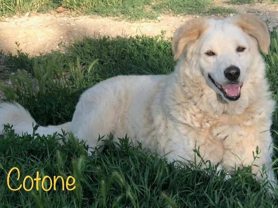 Adotta un cane, taglia grande, maschio, Rimini