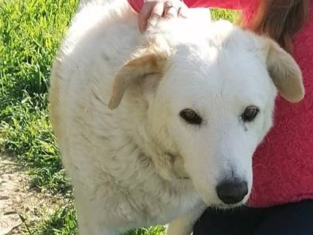 Adotta il cane Cotone a Rimini