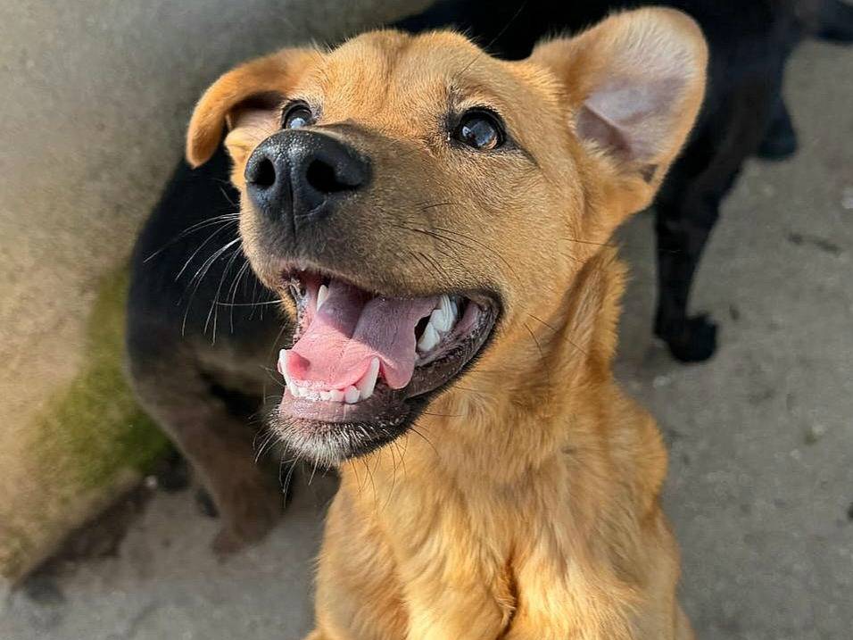 Adozione cane, maschio, Razza sconosciuta Razza sconosciuta, 1 anno e 3 mesi, taglia piccola, Teramo