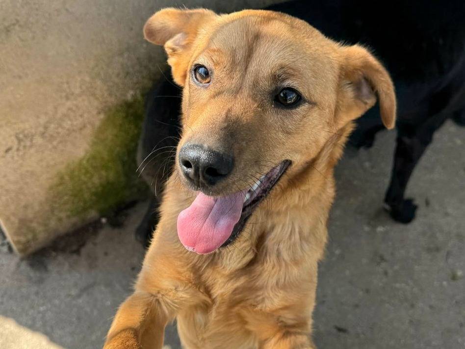 Adotta un cane, maschio, 1 anno e 3 mesi, Teramo