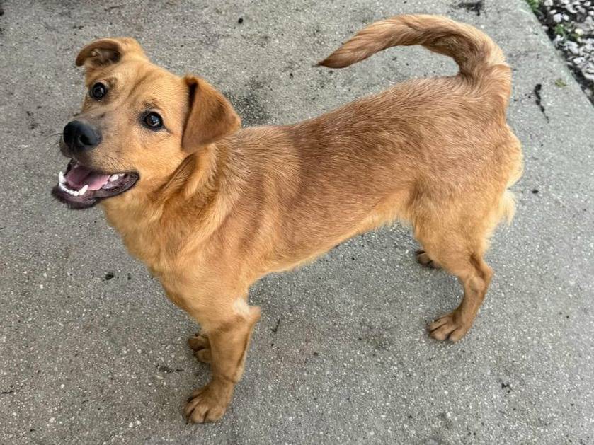 Adotta un cane, taglia piccola, maschio, Teramo