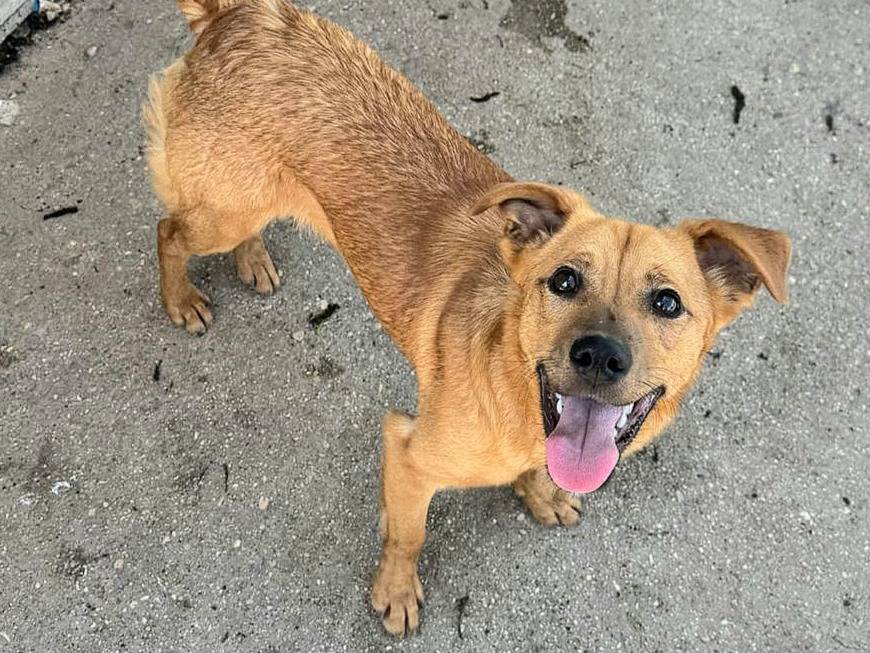 Vuoi adottare un cane a Teramo?