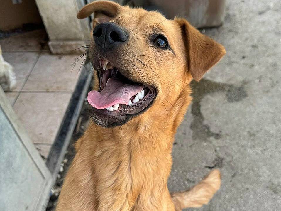 Adotta il cane Mino a Teramo