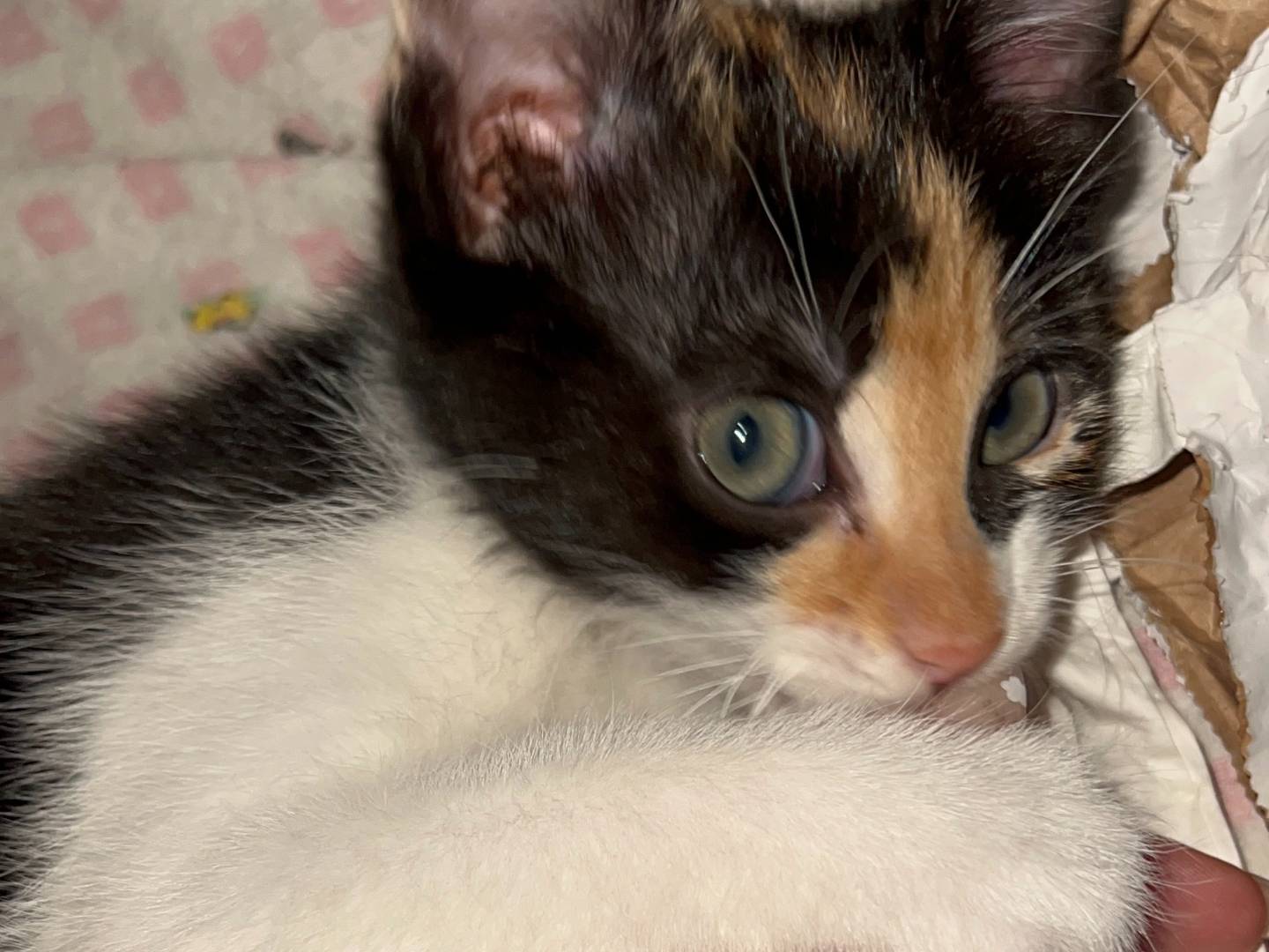 Adozione gatto, femmina, Razza sconosciuta Razza sconosciuta, 1 anno e 1 mese, taglia non valida, Salerno