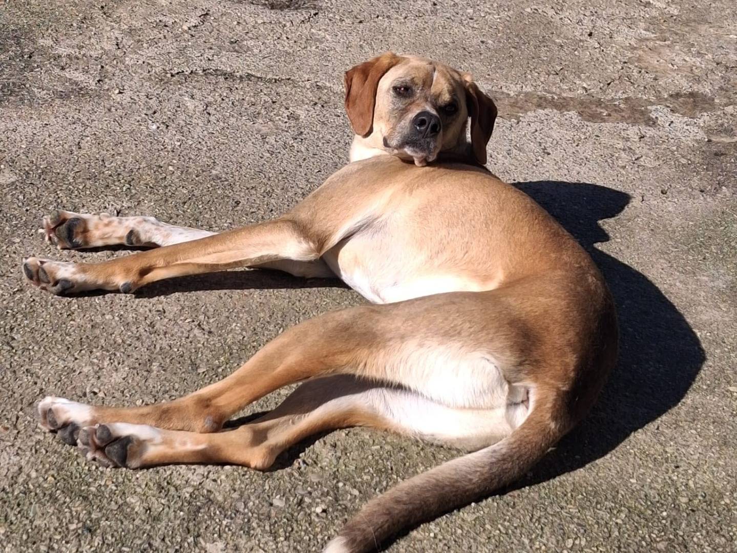 Adozione cane, maschio, Razza sconosciuta Razza sconosciuta, 5 anni e 4 mesi, taglia media, Milano