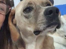 Adotta un cane, maschio, 5 anni e 4 mesi, Milano