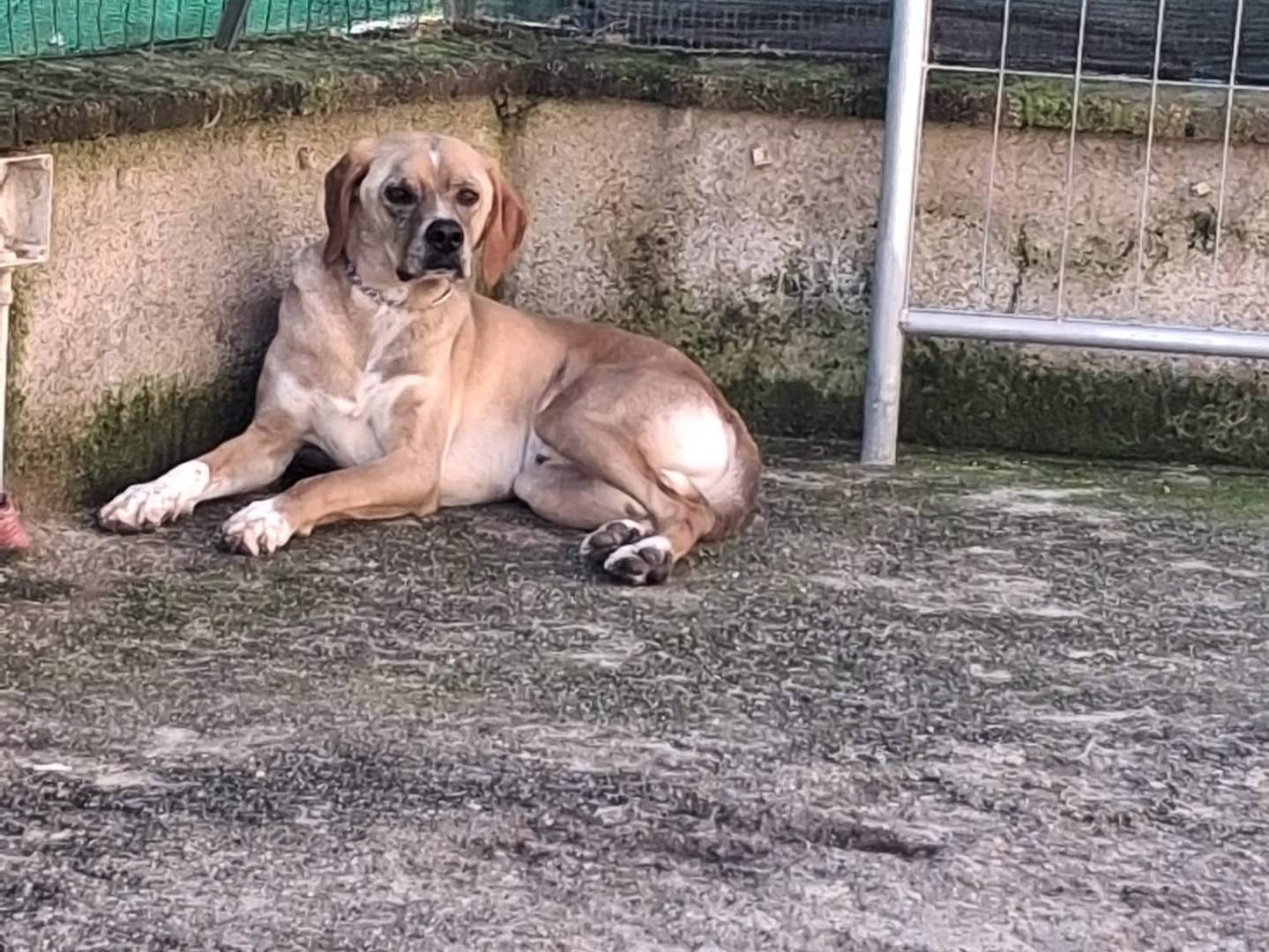 Adotta un cane, taglia media, maschio, Milano