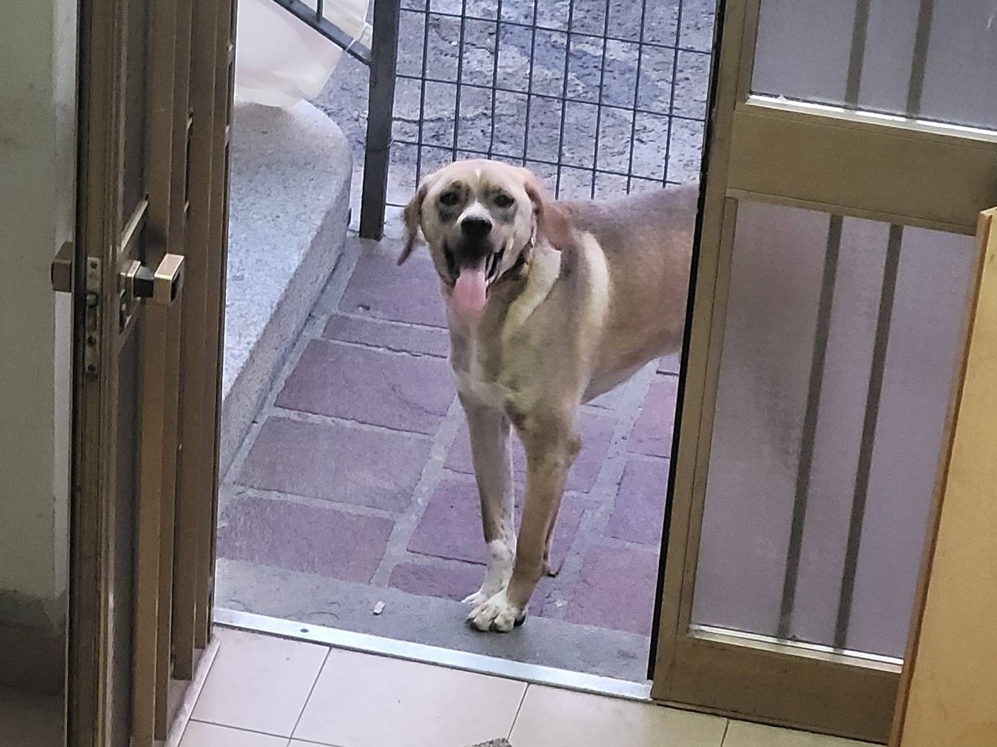Vuoi adottare un cane a Milano?