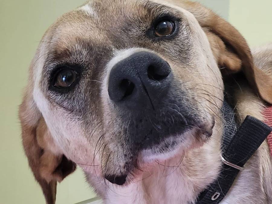 Adotta il cane DYLAN a Milano