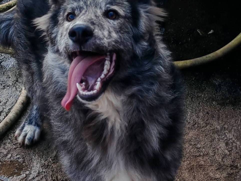 Adozione cane, maschio, Razza sconosciuta Razza sconosciuta, 8 mesi, taglia media contenuta, Palermo