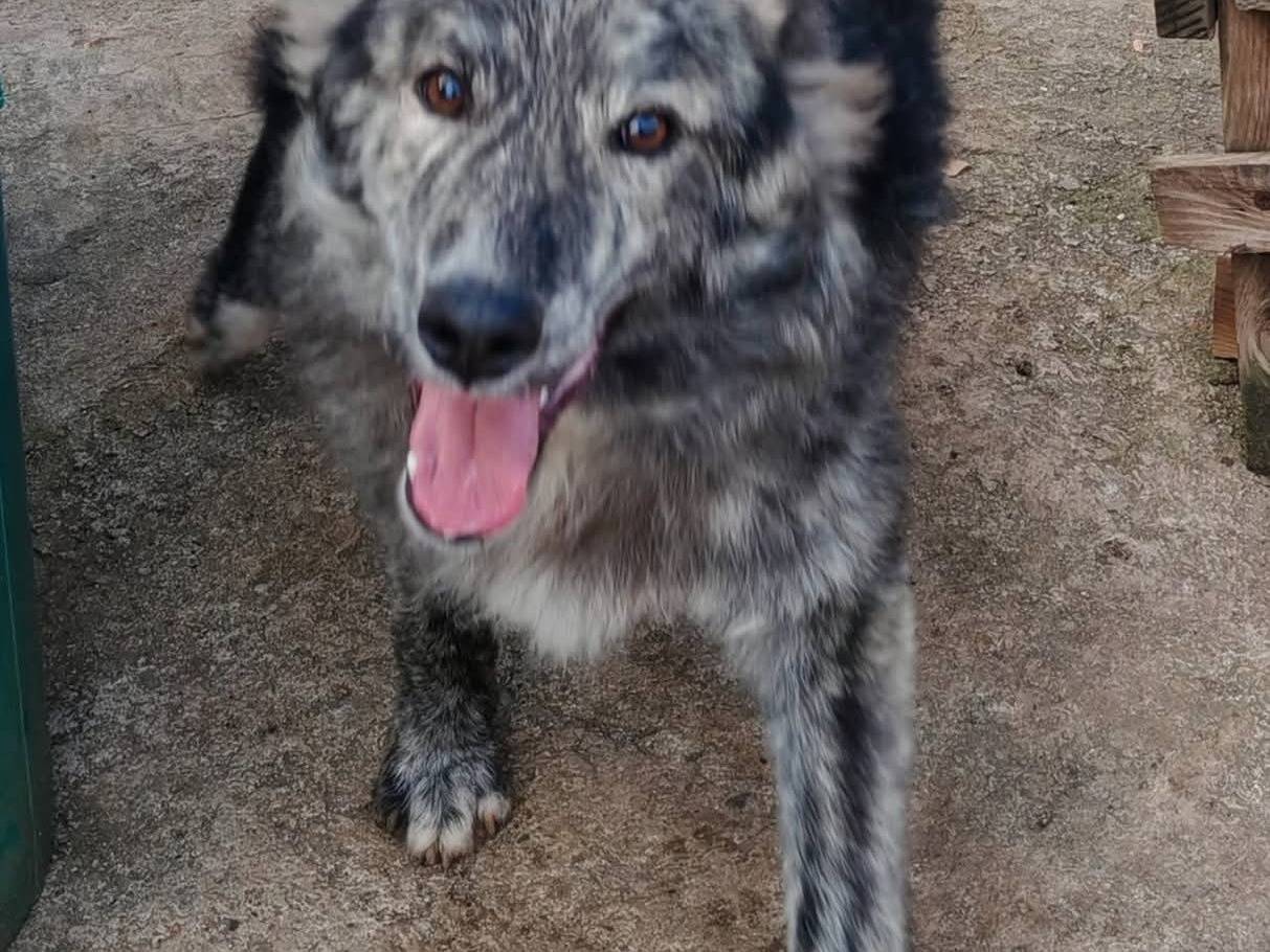 Adotta un cane, maschio, 8 mesi, Palermo