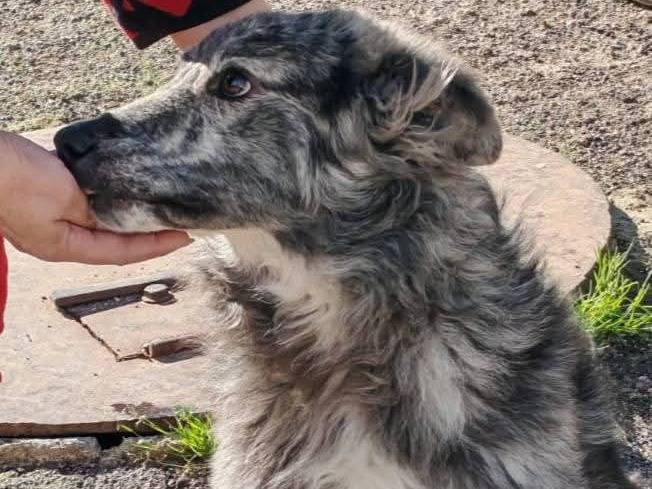 Adotta un cane, taglia media contenuta, maschio, Palermo