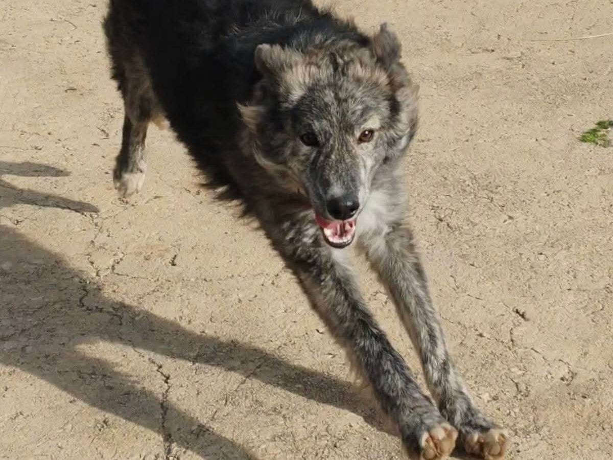 Vuoi adottare un cane a Palermo?