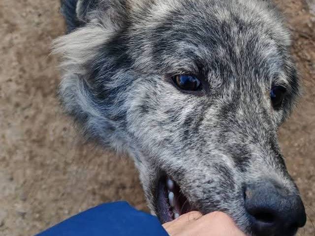 Adotta il cane GREY a Palermo
