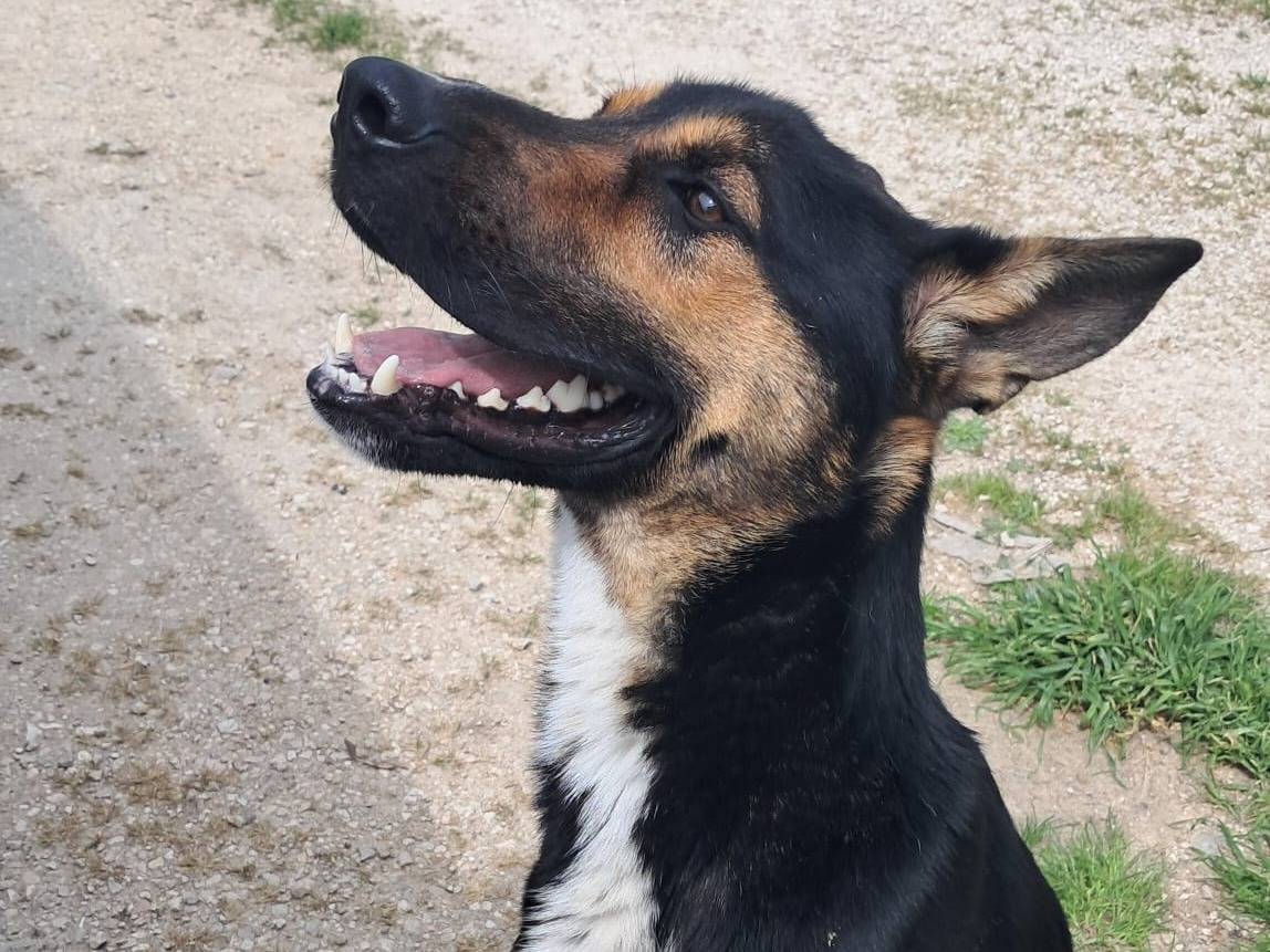 Adozione cane, maschio, Pastore tedesco Razza sconosciuta, 1 anno e 10 mesi, taglia media, Parma