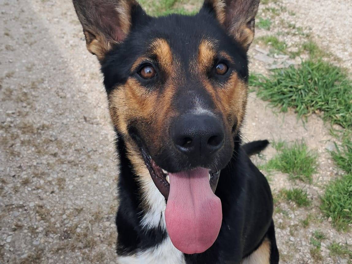 Adotta un cane, maschio, 1 anno e 10 mesi, Parma