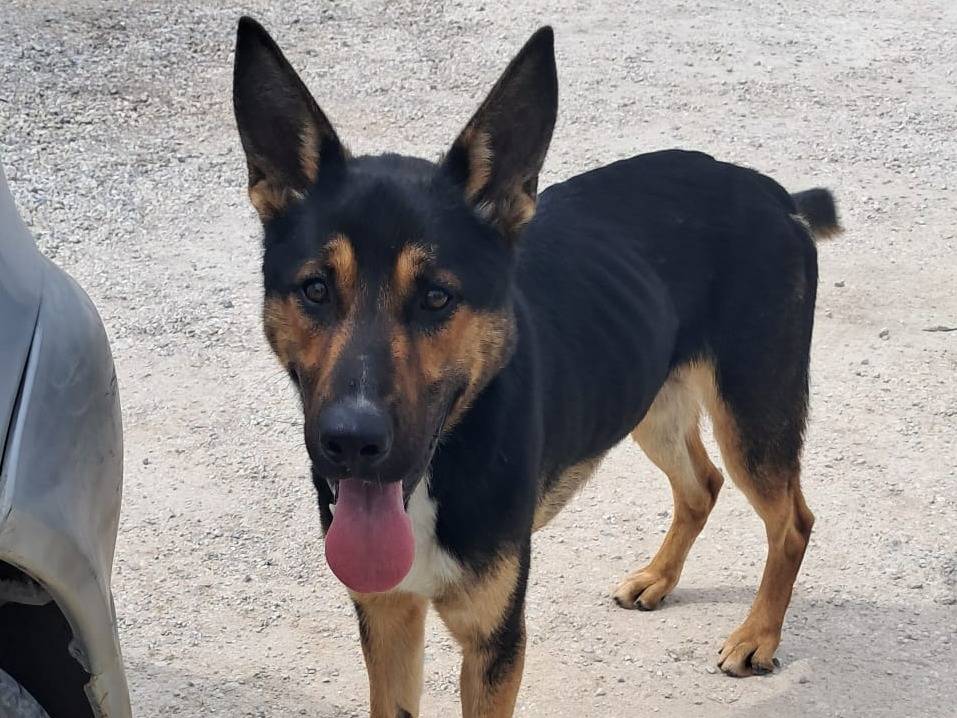 Adotta un cane, taglia media, maschio, Parma