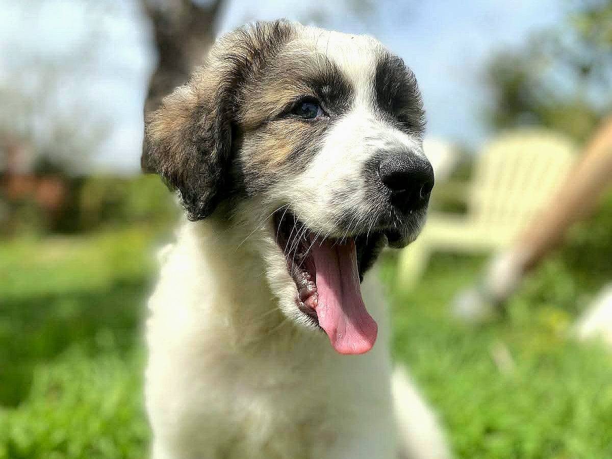 Adozione cane, maschio, Razza sconosciuta Razza sconosciuta, 2 mesi, taglia piccola, Siracusa