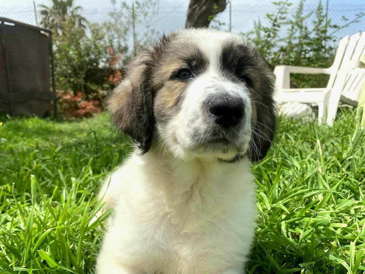 Adotta un cane, maschio, 2 mesi, Siracusa