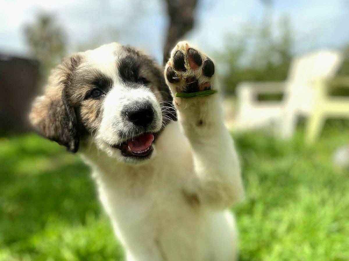 Adotta un cane, taglia piccola, maschio, Siracusa