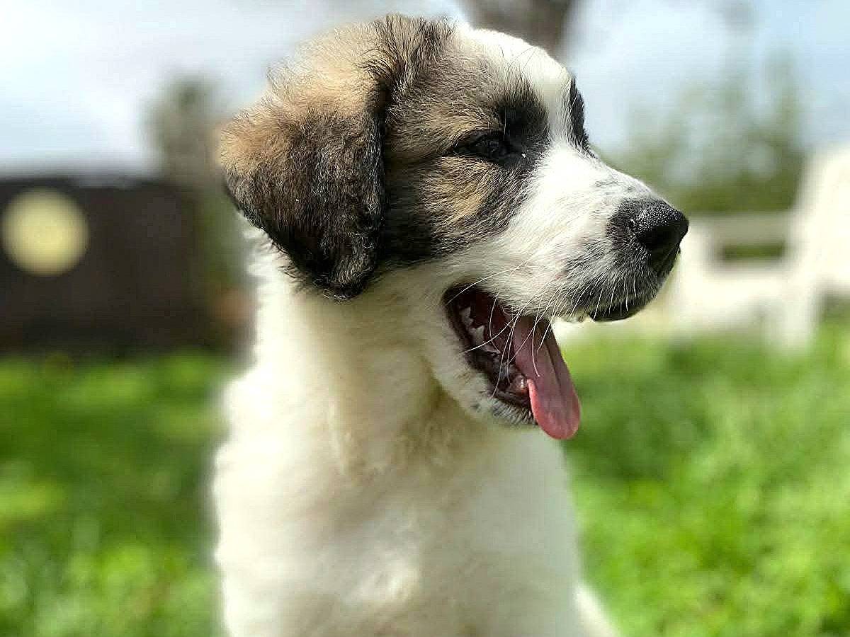 Vuoi adottare un cane a Siracusa?