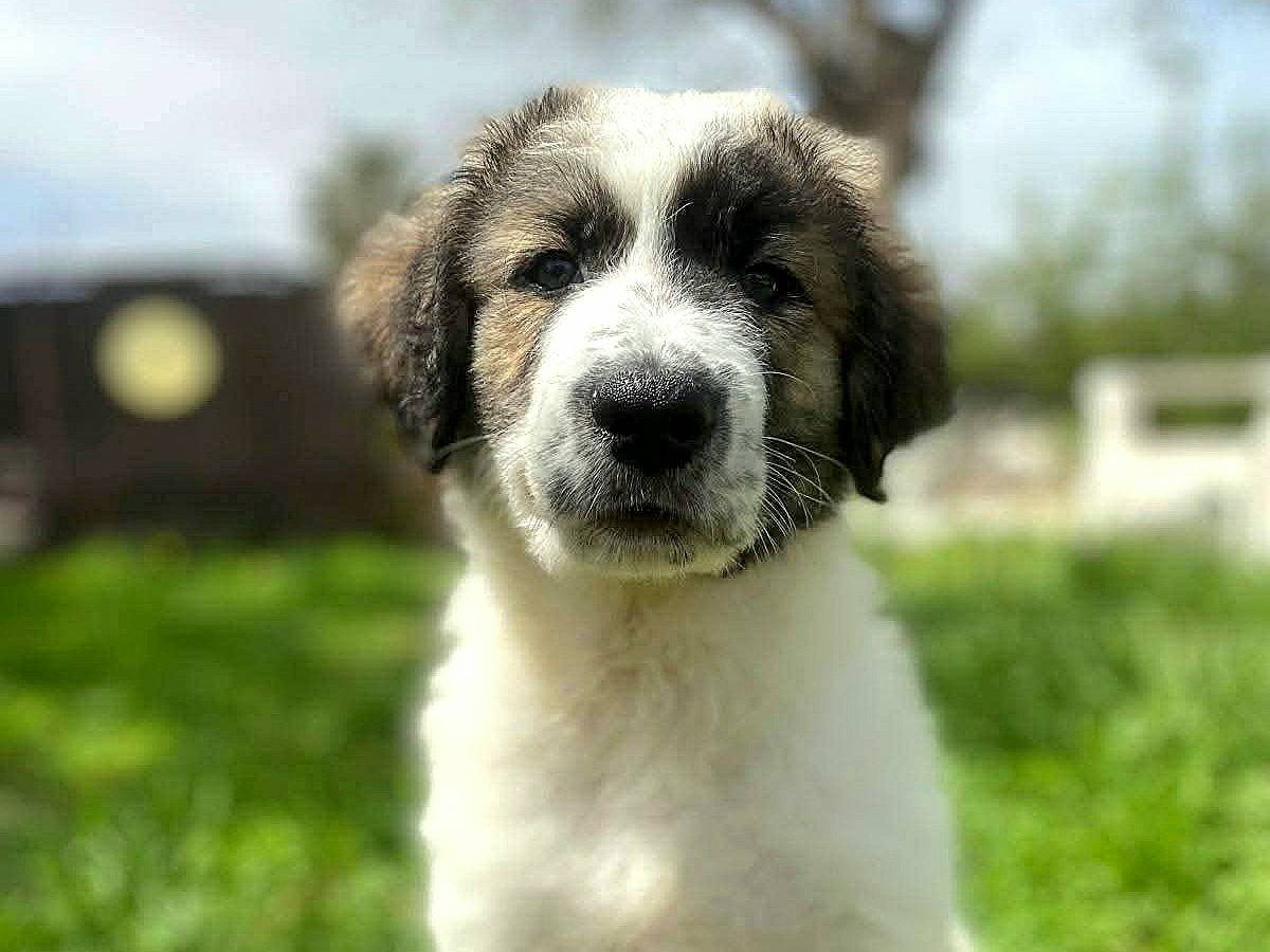 Adotta il cane Brando  a Siracusa