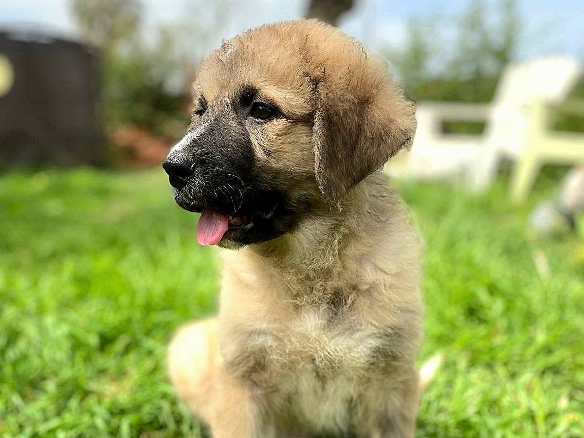 Vuoi adottare un cane a Siracusa?