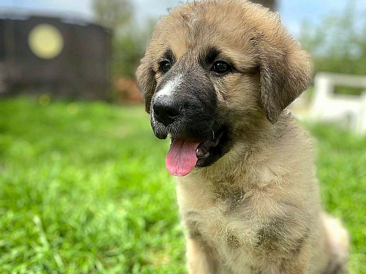 Adotta il cane Roger  a Siracusa