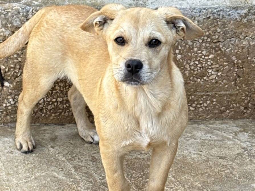 Adozione cane, maschio, Razza sconosciuta Razza sconosciuta, 4 mesi, taglia media, Trapani