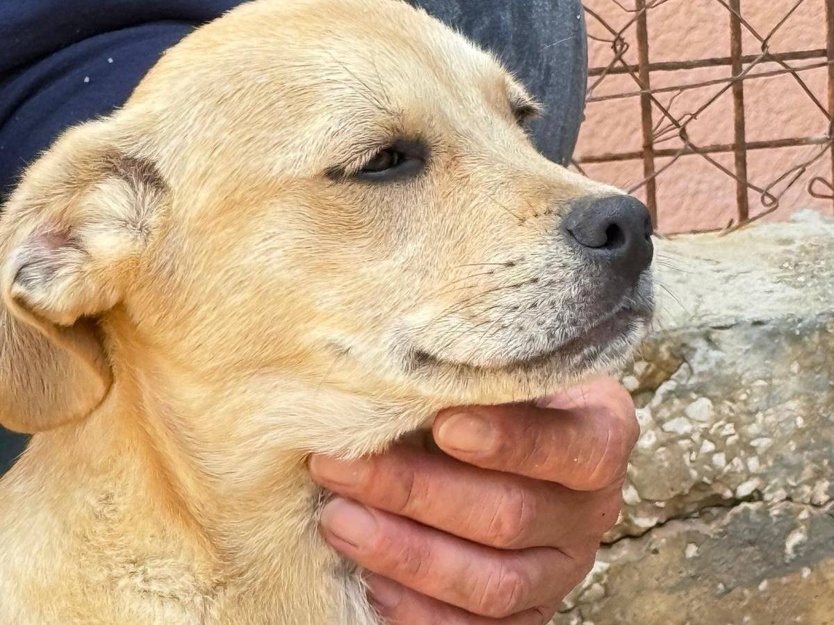 Vuoi adottare un cane a Trapani?