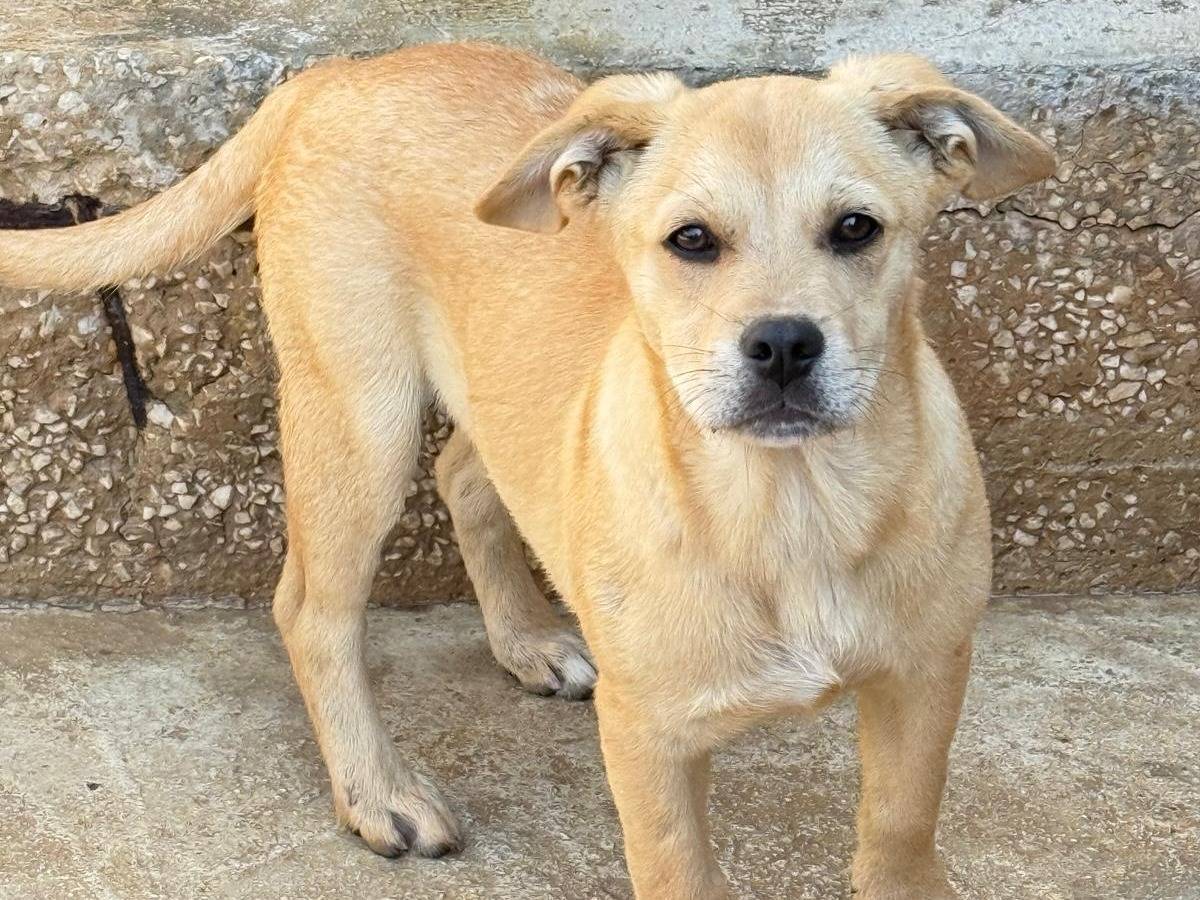 Adotta il cane Lauro a Trapani