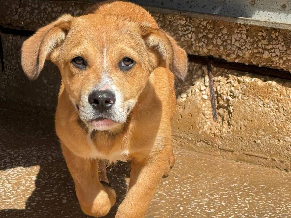 Adotta un cane, maschio, 4 mesi, Trapani