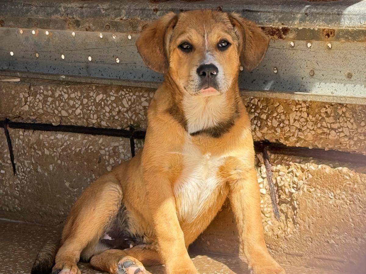 Adotta un cane, taglia media, maschio, Trapani