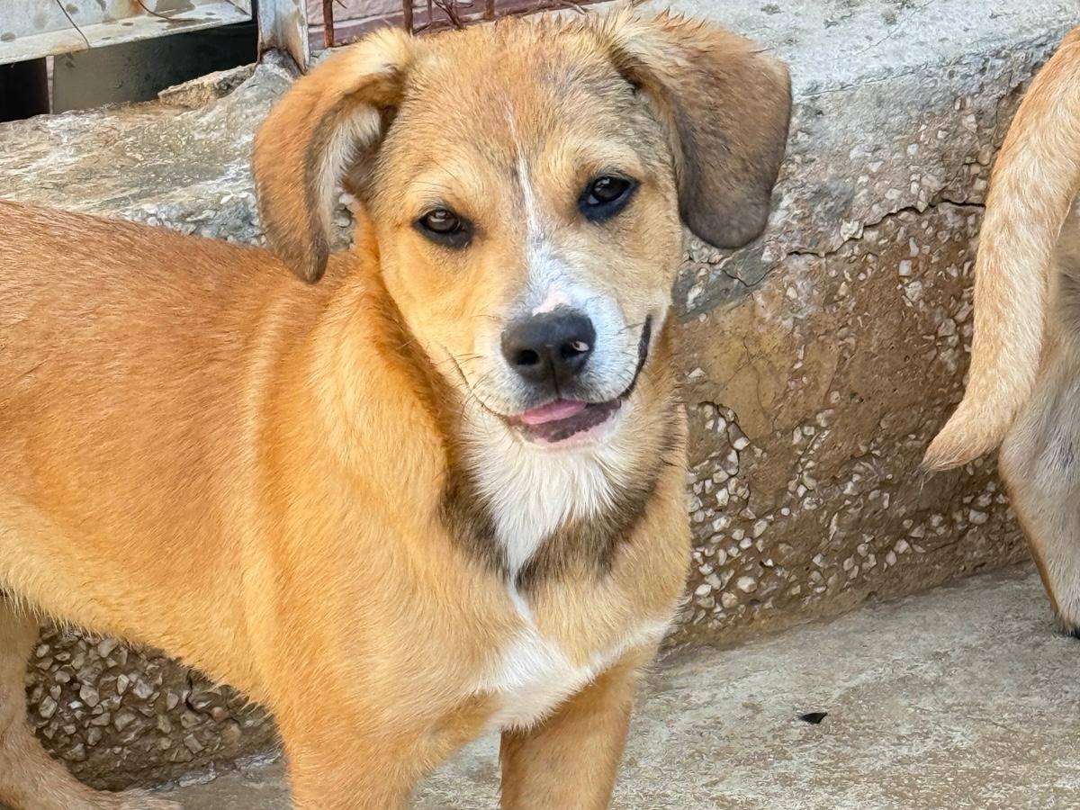 Vuoi adottare un cane a Trapani?