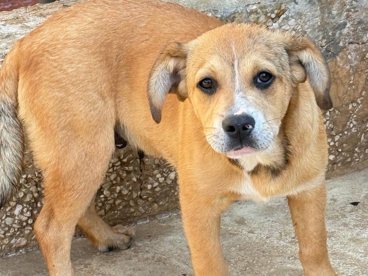 Adotta il cane Achille a Trapani