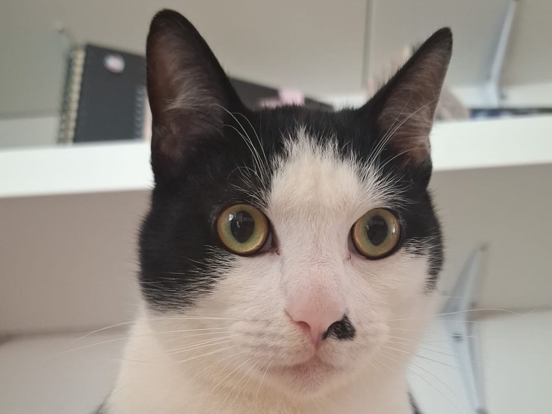 Adozione gatto, femmina, Razza sconosciuta Razza sconosciuta, 11 mesi, taglia non valida, Teramo