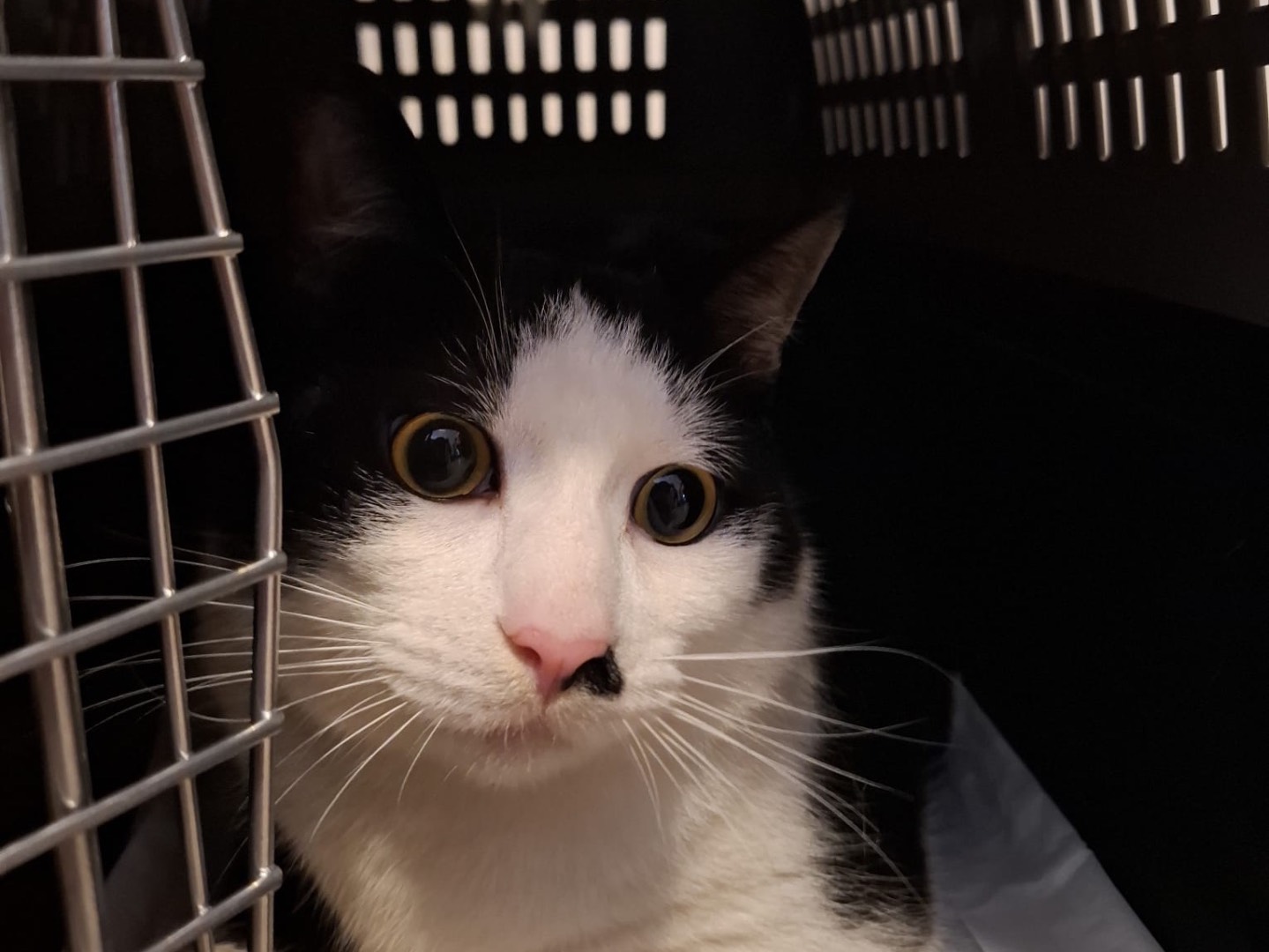 Adotta un gatto, femmina, 11 mesi, Teramo