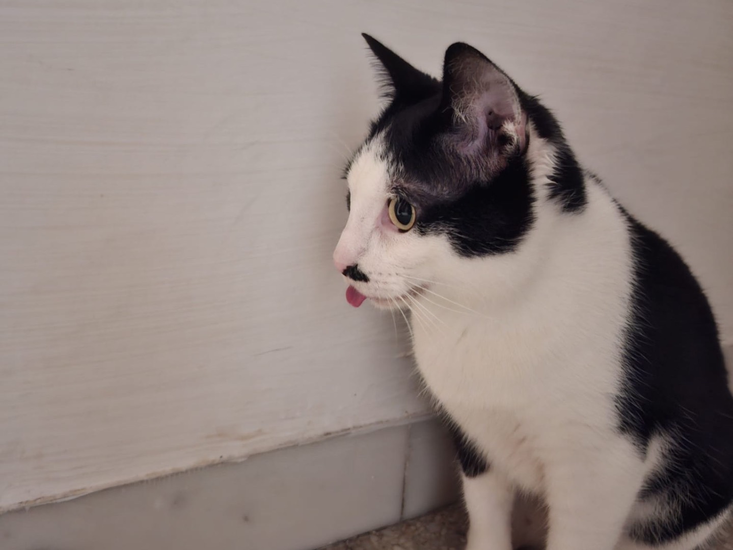 Adotta un gatto, taglia non valida, femmina, Teramo