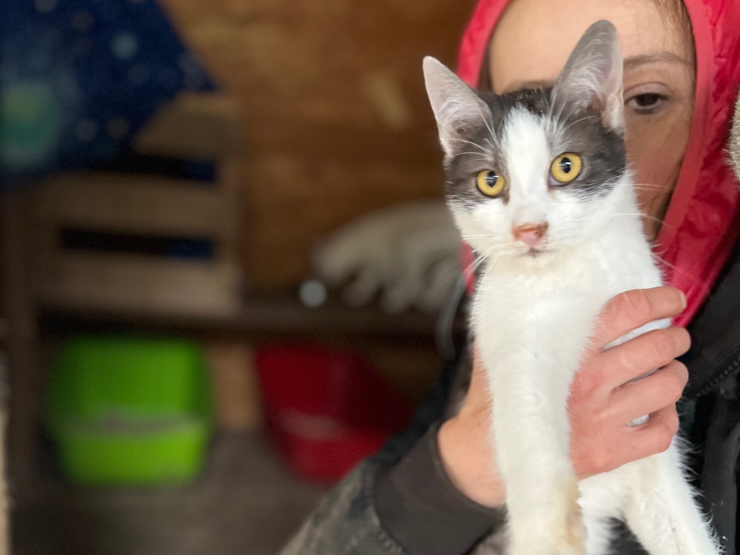 Adozione gatto, maschio, Razza sconosciuta Razza sconosciuta, 1 anno e 7 mesi, taglia non valida, Milano