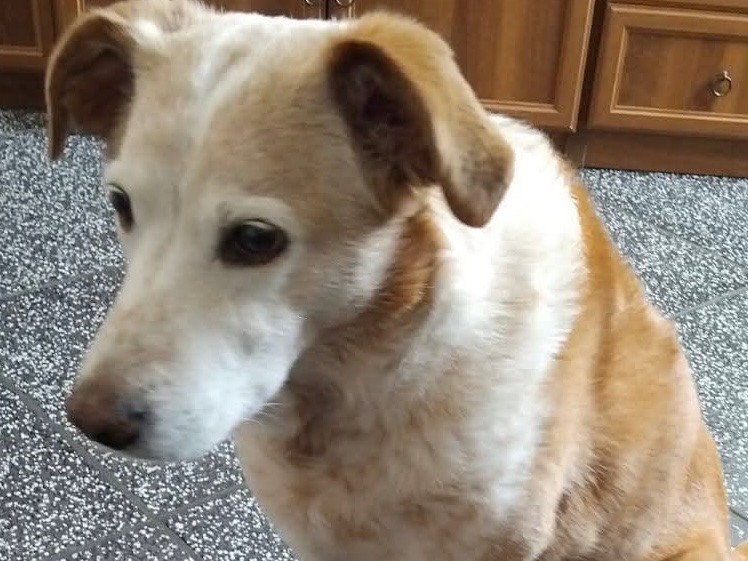 Adozione cane, femmina, Razza sconosciuta Razza sconosciuta, 10 anni, taglia media, Milano