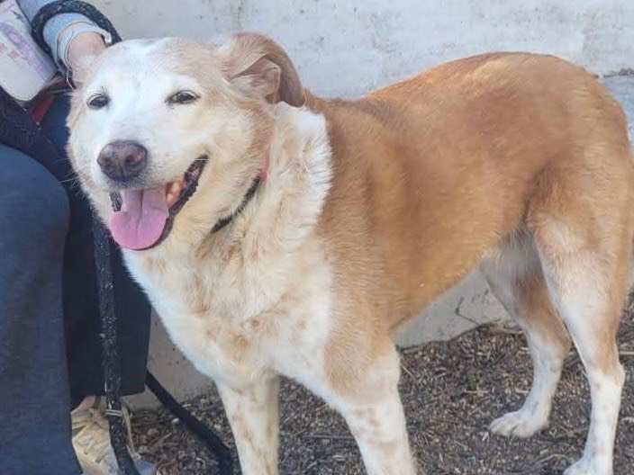 Adotta un cane, femmina, 10 anni, Milano