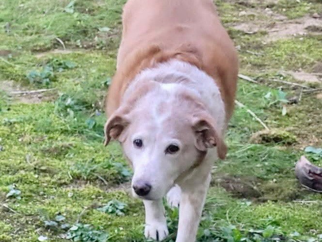 Adotta un cane, taglia media, femmina, Milano