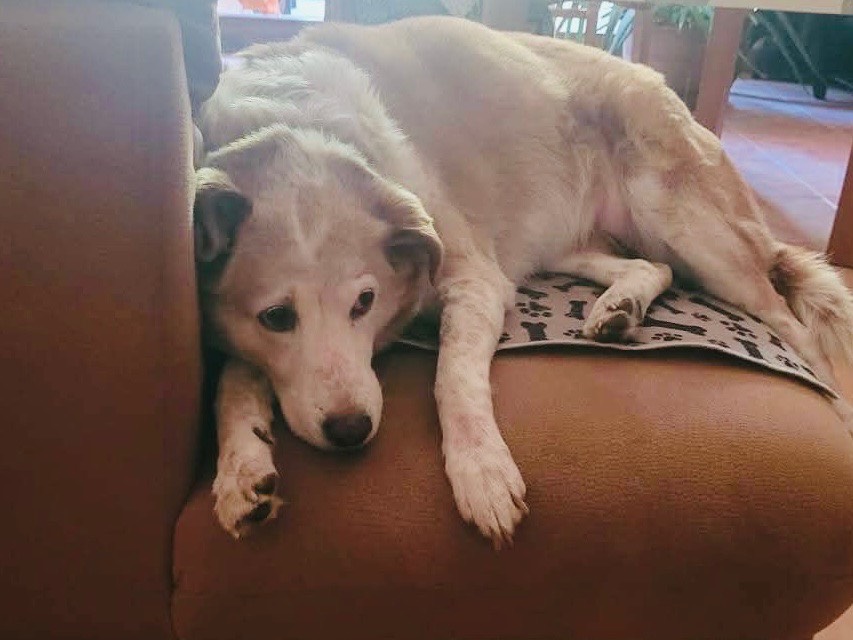 Vuoi adottare un cane a Milano?