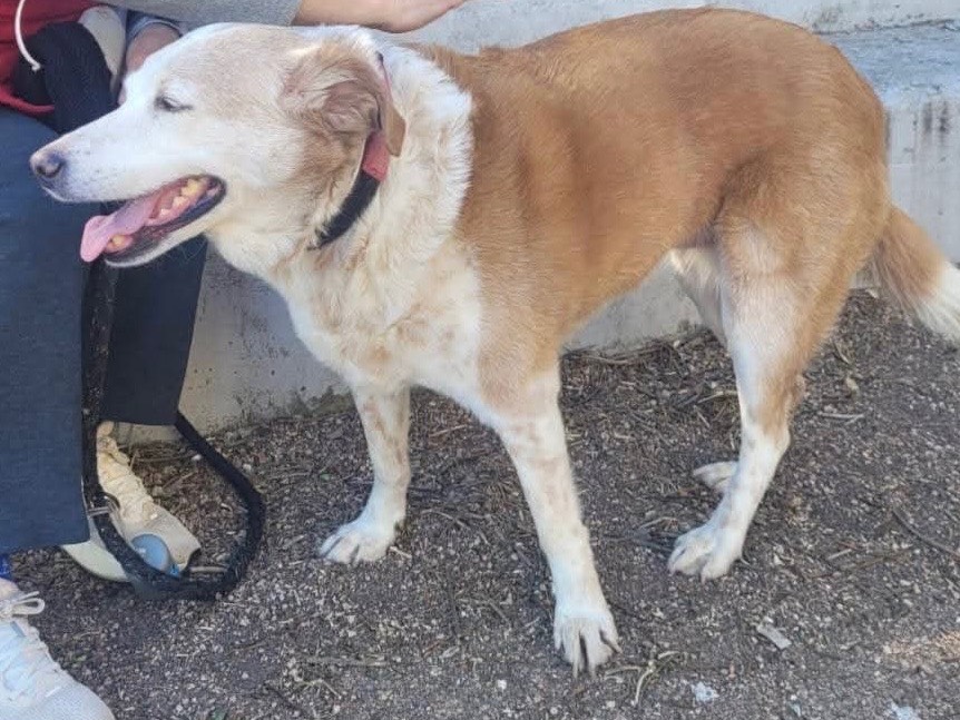 Adotta il cane Nonnina Chanel a Milano