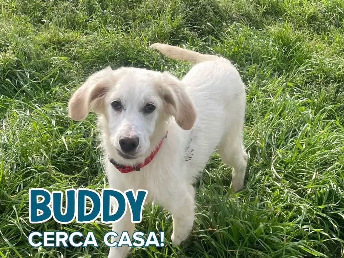 Adozione cane, maschio, Razza sconosciuta Razza sconosciuta, 4 mesi, taglia media, Milano