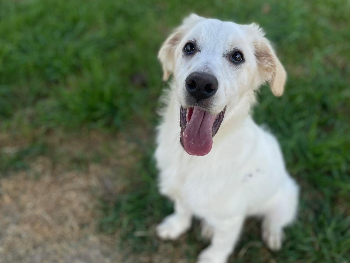 Adotta un cane, maschio, 4 mesi, Milano