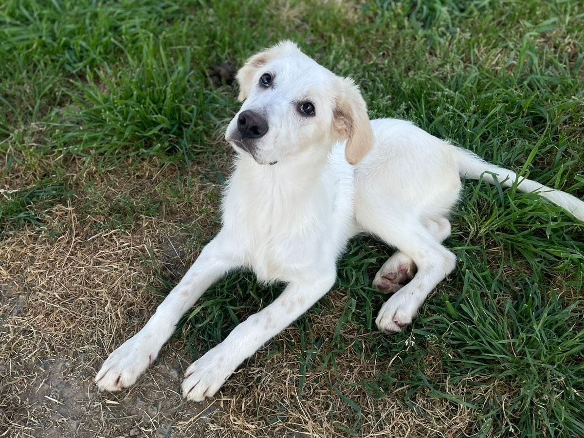 Adotta un cane, taglia media, maschio, Milano