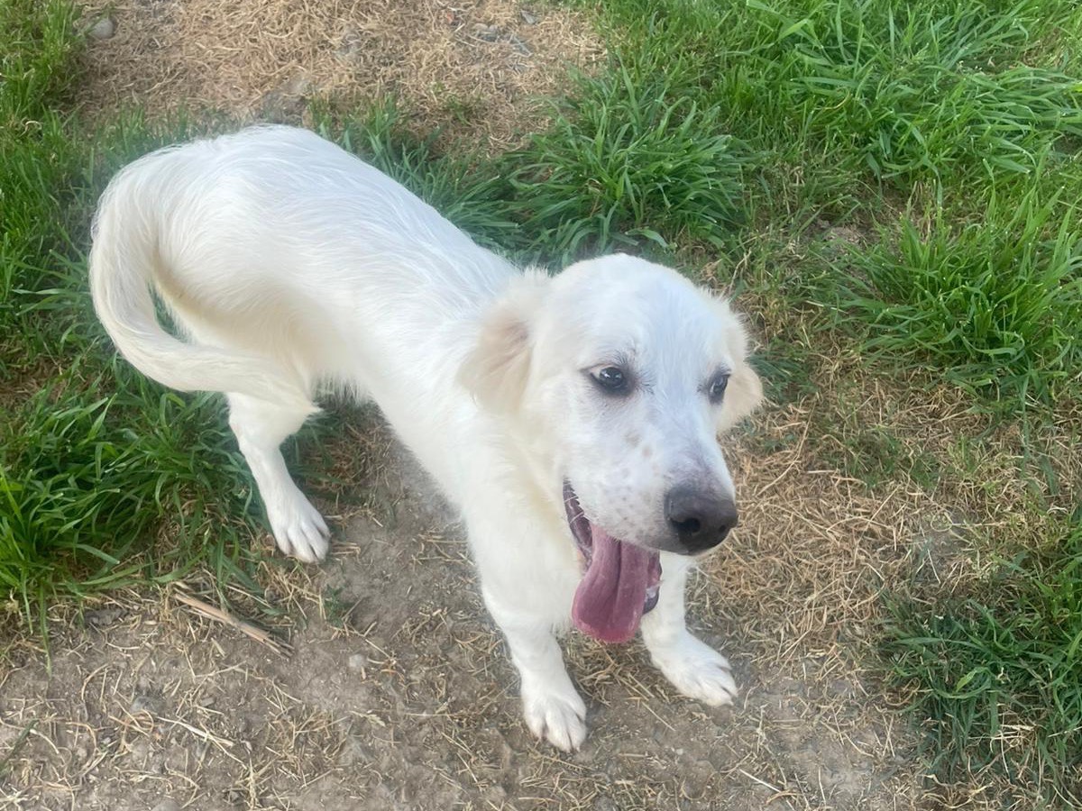 Adotta il cane Buddy a Milano