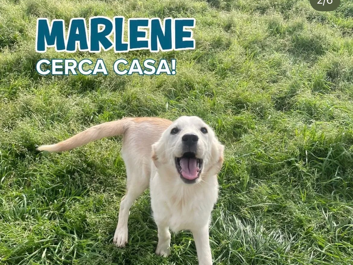 Adozione cane, femmina, Razza sconosciuta Razza sconosciuta, 4 mesi, taglia media, Milano