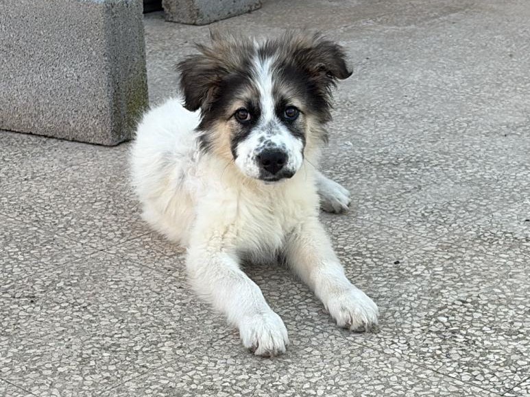 Adozione cane, femmina, Pastore Belga Groenendael Razza sconosciuta, 2 mesi, taglia media, Siracusa